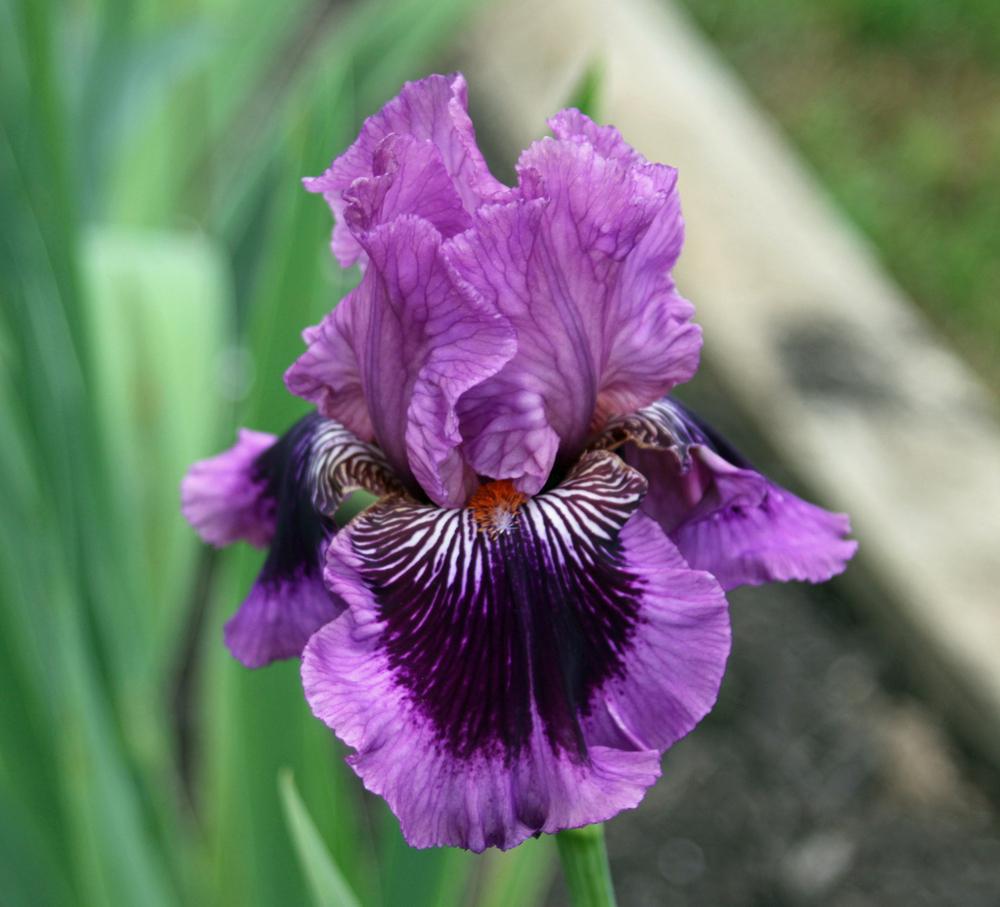 Photo of Tall Bearded Iris (Iris 'Plum Pretty Whiskers') uploaded by Snork