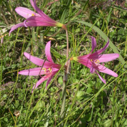 Location: La Plata, Buenos Aires province, Argentina
Date: 2012-03-18
Pink form. Photo by Gabriela F. Ruellan