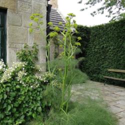 Location: Bide A Wee cottage garden, Northumberland, UK
Date: 2013-06-26