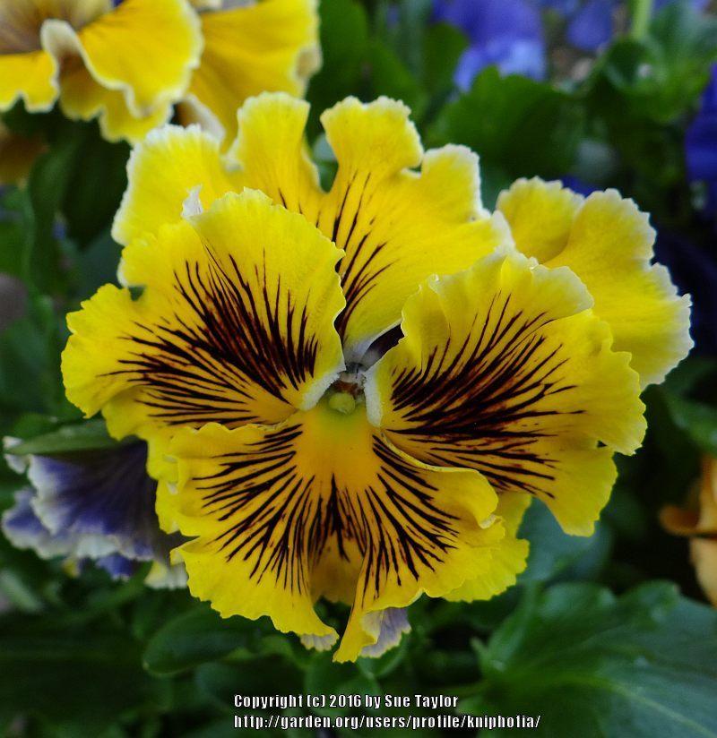 Photo of Violet (Viola cornuta 'Frizzle Sizzle Yellow') uploaded by kniphofia