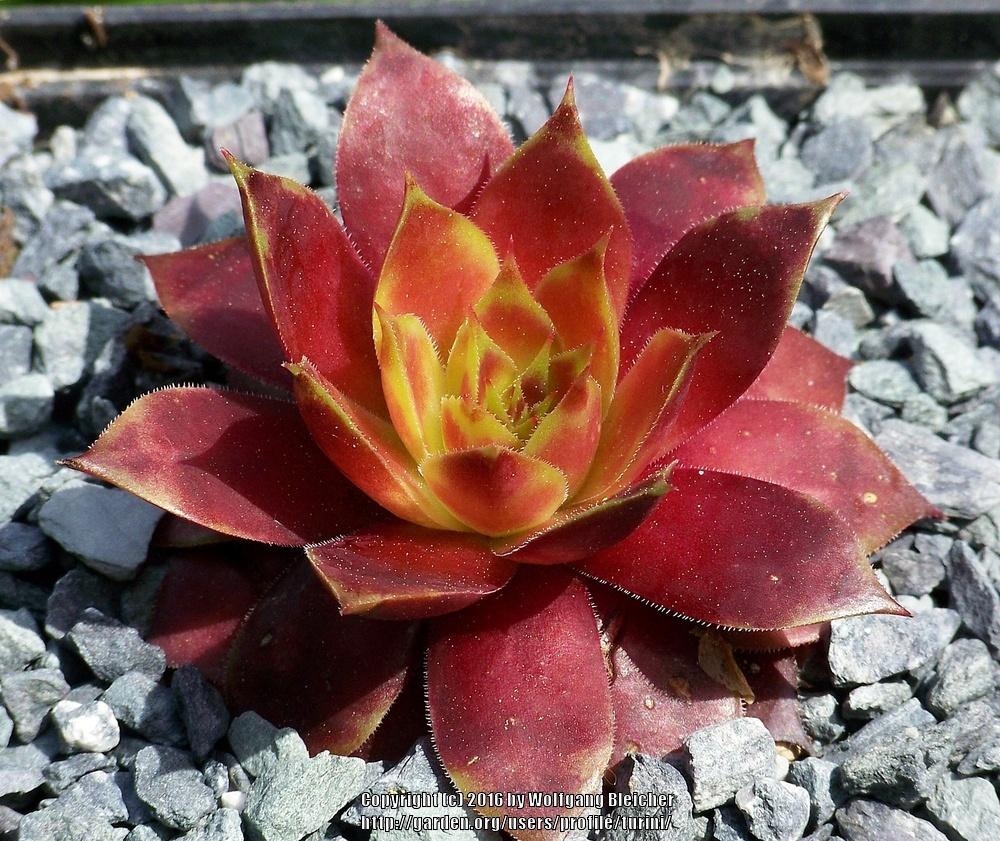 Photo of Hen and Chicks (Sempervivum 'Free Spirit') uploaded by turini