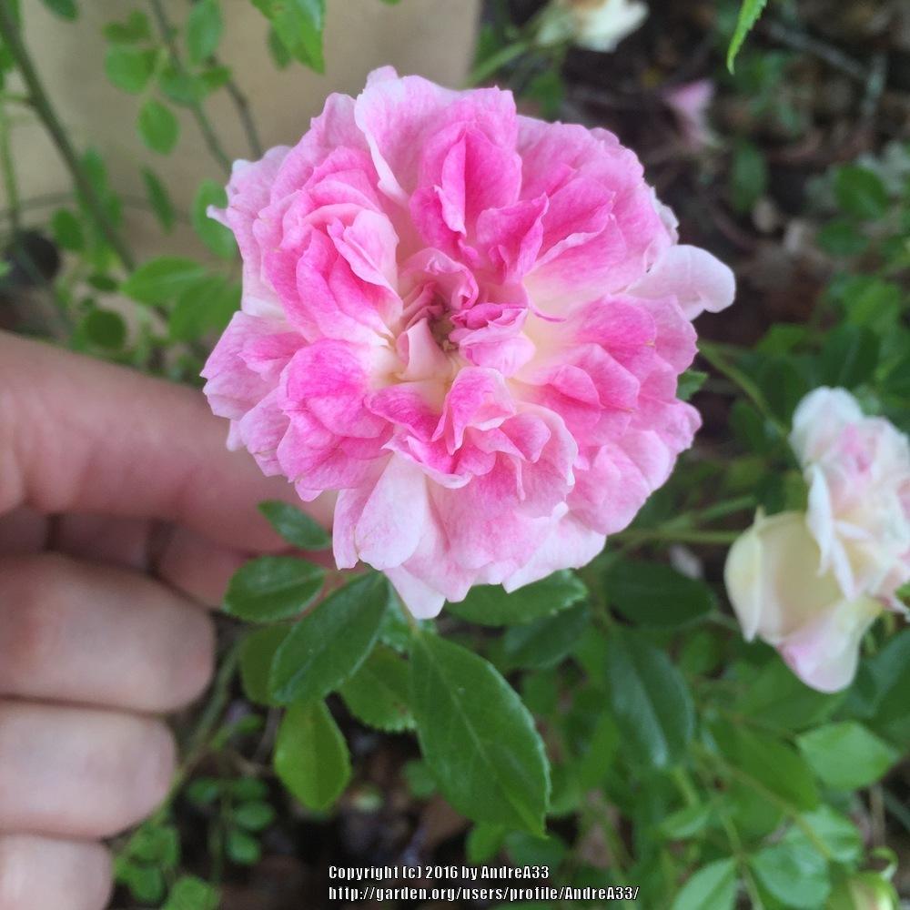 Photo of Rose (Rosa 'Henri Barruet') uploaded by AndreA33