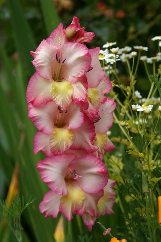 Photo of Hybrid Gladiola (Gladiolus x gandavensis 'Priscilla') uploaded by Calif_Sue