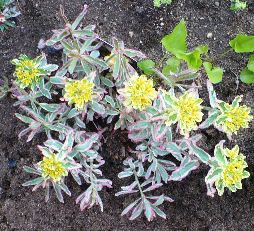Photo of Cushion Spurge (Euphorbia epithymoides 'First Blush') uploaded by HemNorth