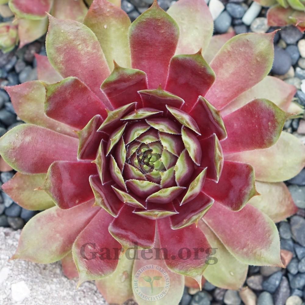 Photo of Hen and Chicks (Sempervivum 'Fuego') uploaded by Patty