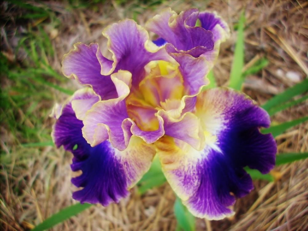 Photo of Tall Bearded Iris (Iris 'Lip Service') uploaded by anghave