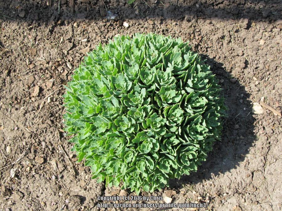 Photo of Stonecrop (Hylotelephium 'Thundercloud') uploaded by goldfinch4