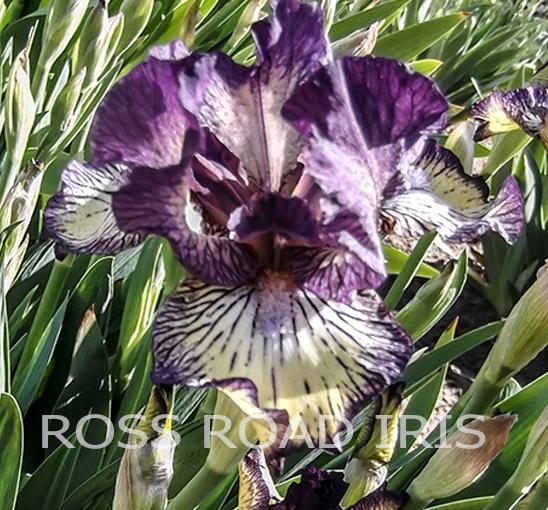 Photo of Intermediate Bearded Iris (Iris 'Gnu Rayz') uploaded by monabaisch