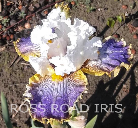Photo of Tall Bearded Iris (Iris 'Wild Angel') uploaded by monabaisch