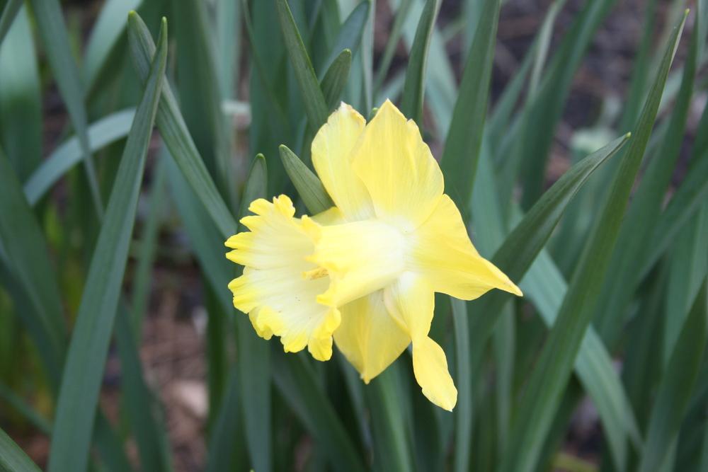 Photo of Trumpet Daffodil (Narcissus 'Spellbinder') uploaded by touchofsky