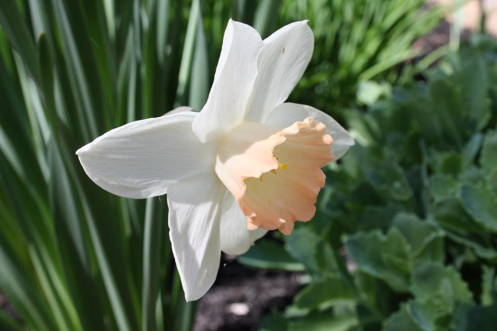 Photo of Large-cupped Daffodil (Narcissus 'Romance') uploaded by touchofsky
