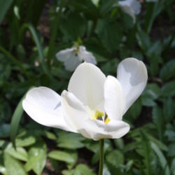 Location: My Garden, Ontario, Canada
Date: 2016-05-23
Tulip 'Purissima' opens wide before it fades.