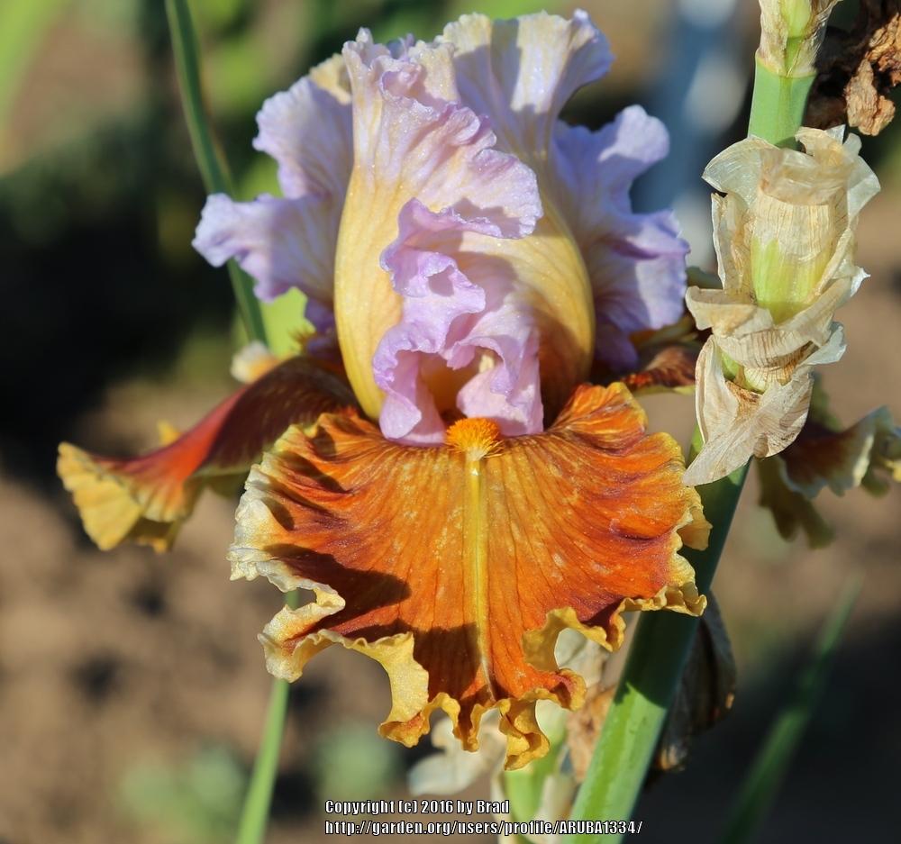 Photo of Tall Bearded Iris (Iris 'Thrillionaire') uploaded by ARUBA1334