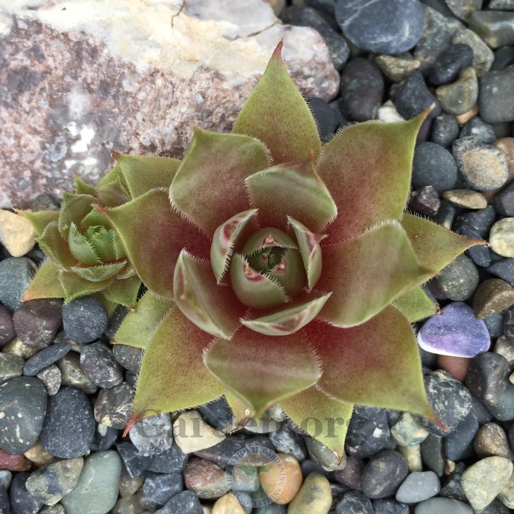 Photo of Hen and Chicks (Sempervivum 'Plumb Rose') uploaded by Patty