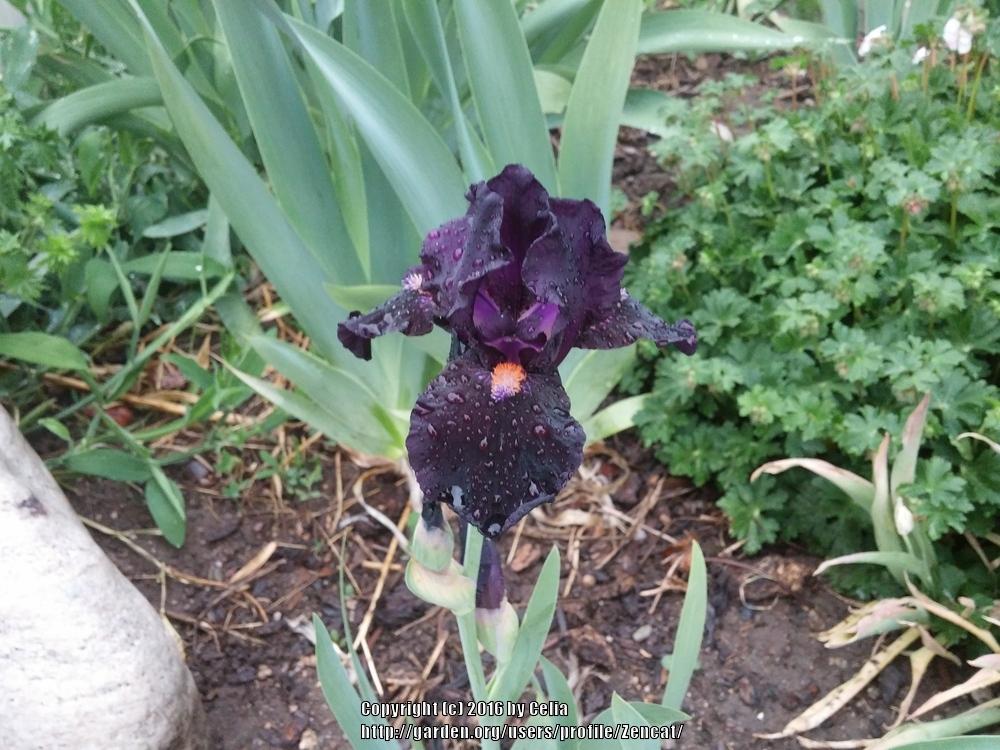 Photo of Intermediate Bearded Iris (Iris 'Devil May Care') uploaded by Zencat