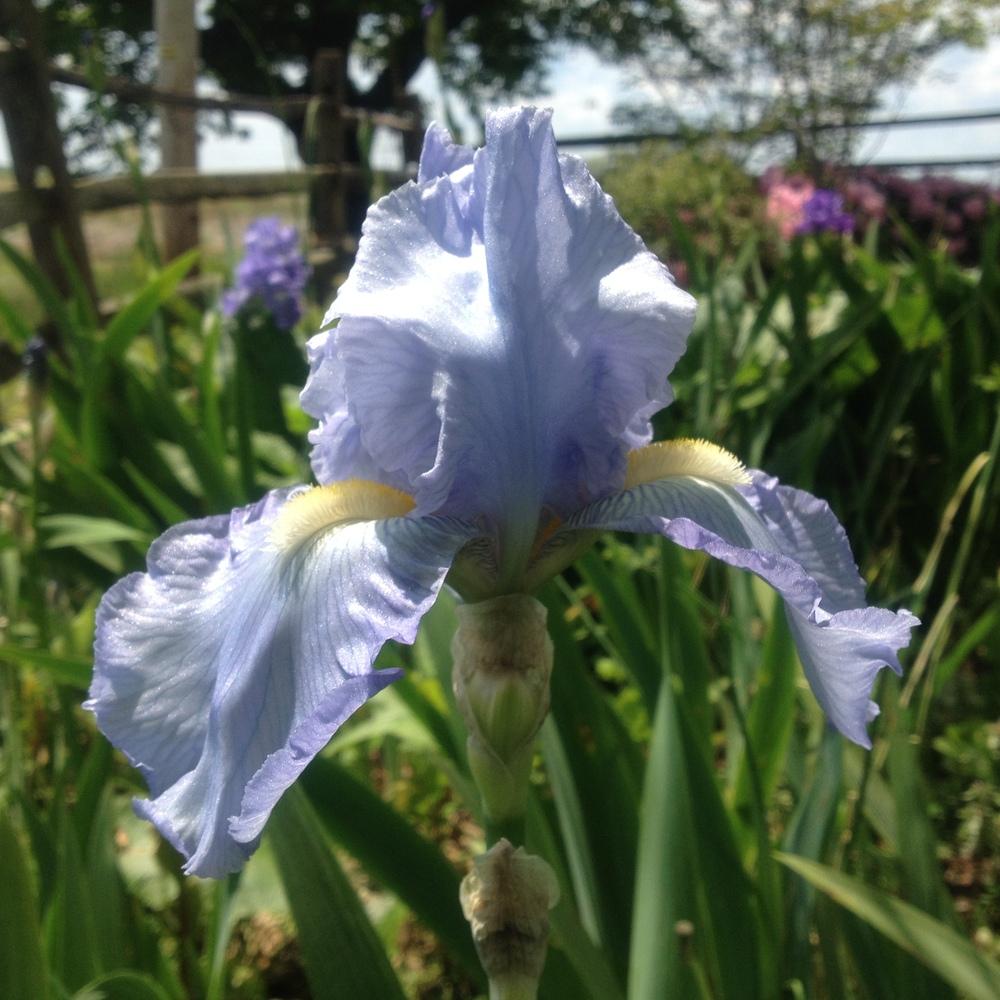 Photo of Tall Bearded Iris (Iris 'Babbling Brook') uploaded by csandt