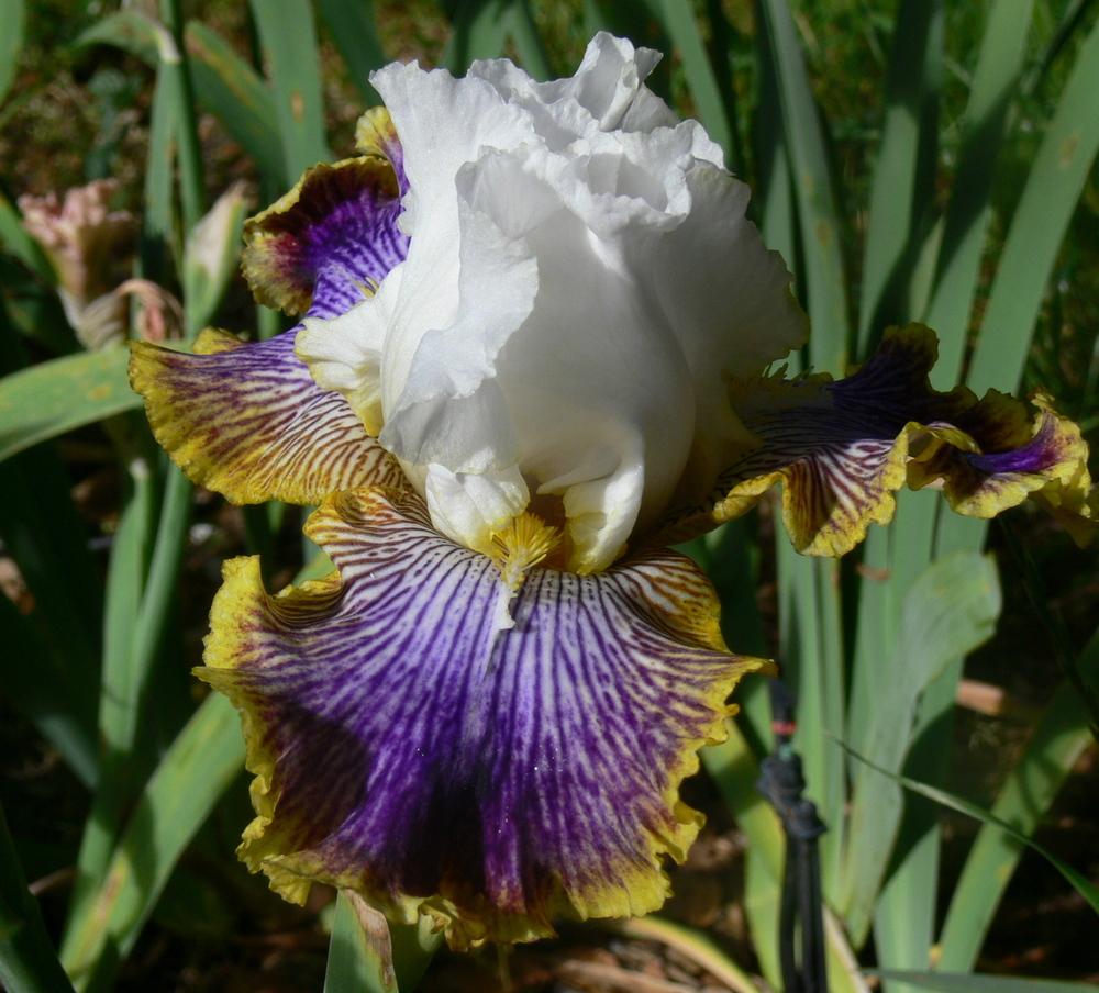 Photo of Tall Bearded Iris (Iris 'Patchwork Puzzle') uploaded by janwax