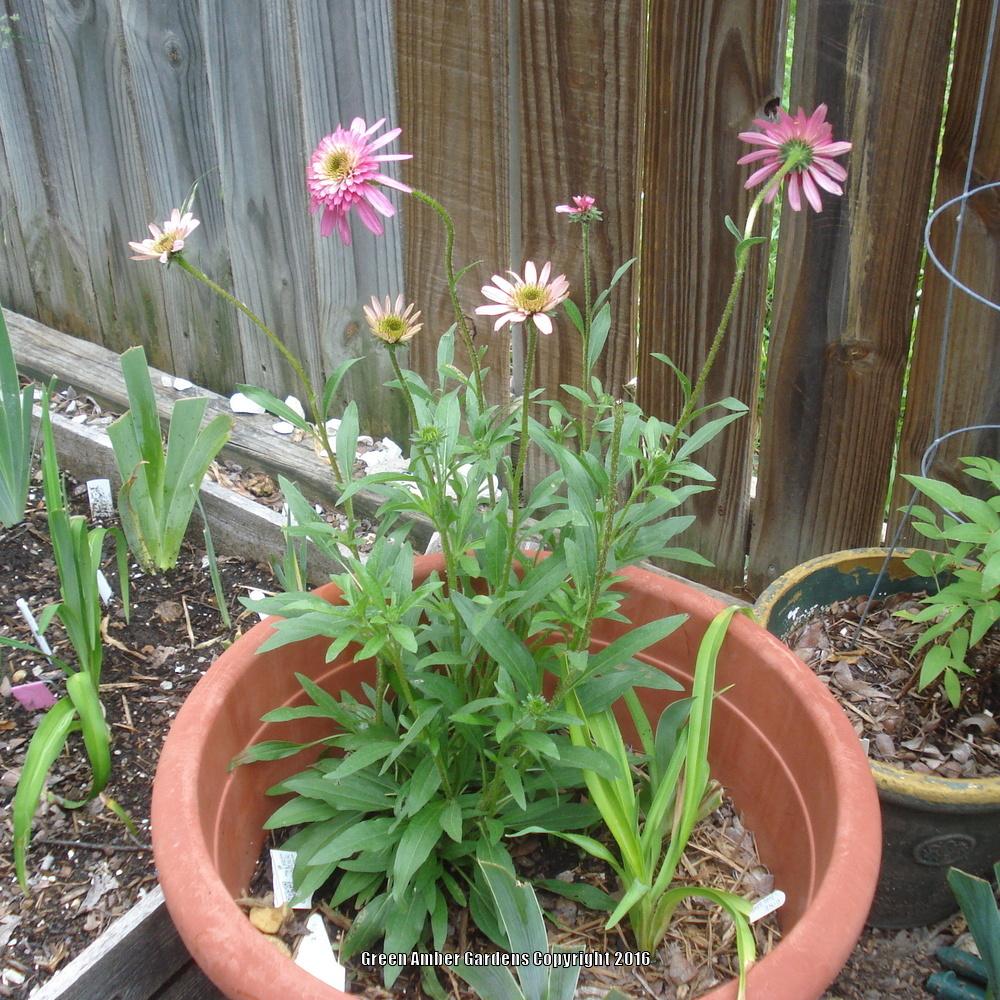 Photo of Coneflower (Echinacea 'Southern Belle') uploaded by lovemyhouse