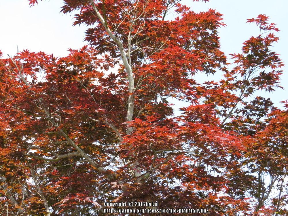 Photo of Japanese Maple (Acer palmatum) uploaded by plantladylin