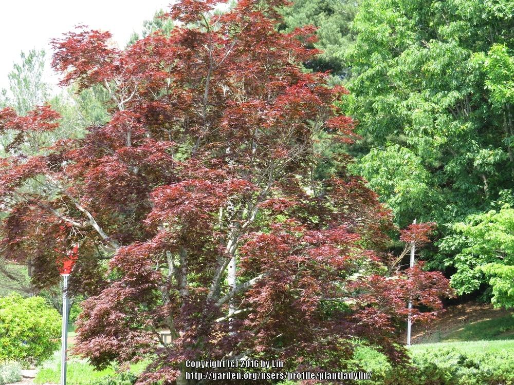 Photo of Japanese Maple (Acer palmatum) uploaded by plantladylin