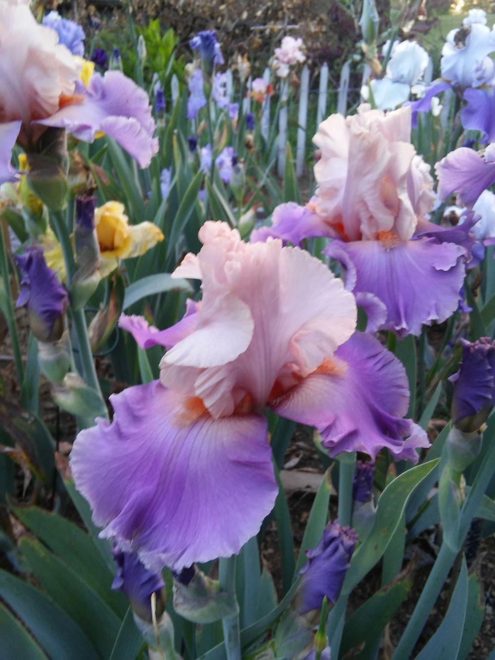 Photo of Tall Bearded Iris (Iris 'Discovered Treasure') uploaded by Chante