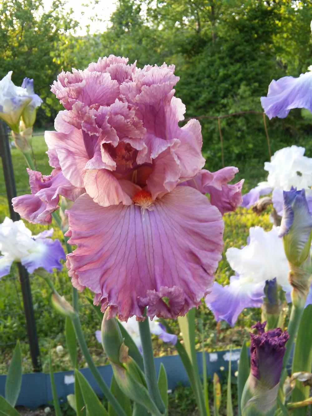 Photo of Tall Bearded Iris (Iris 'Eye for Style') uploaded by Chante