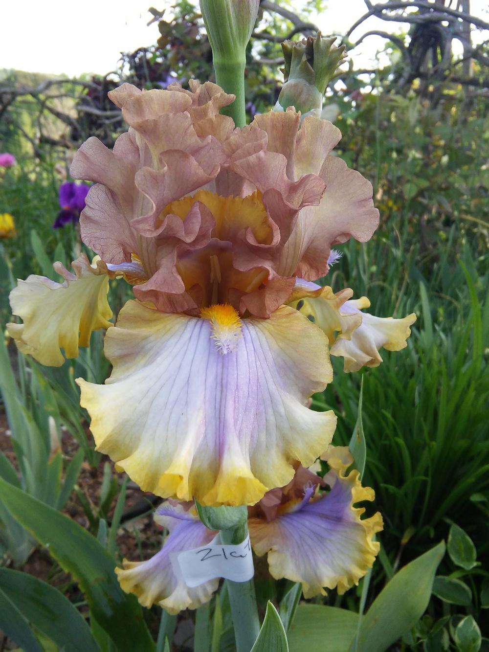Photo of Tall Bearded Iris (Iris 'Zlatovláska') uploaded by Chante