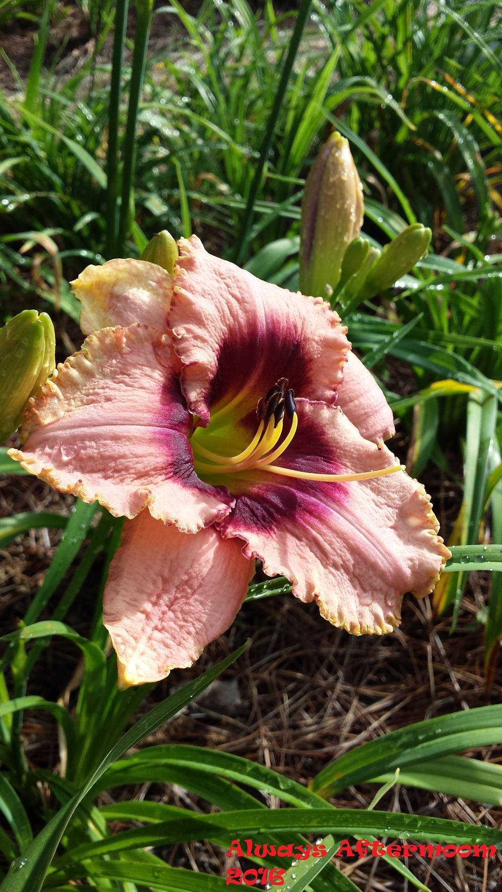 Photo of Daylily (Hemerocallis 'Always Afternoon') uploaded by Gardenbug01