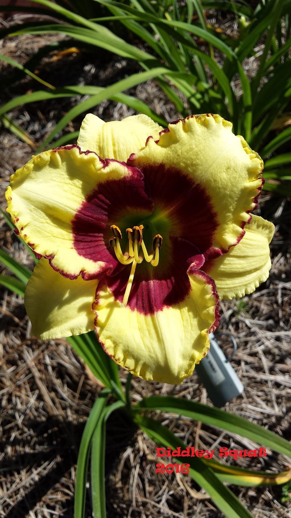 Photo of Daylily (Hemerocallis 'Diddley Squat') uploaded by Gardenbug01