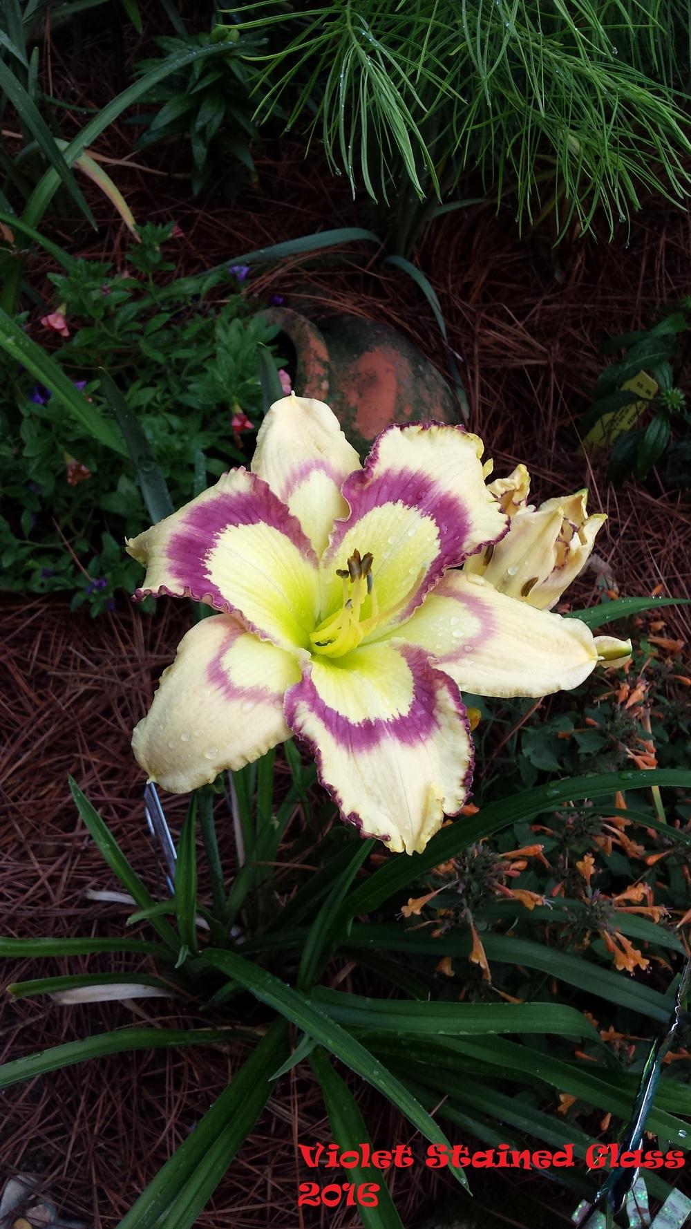 Photo of Daylily (Hemerocallis 'Violet Stained Glass') uploaded by Gardenbug01