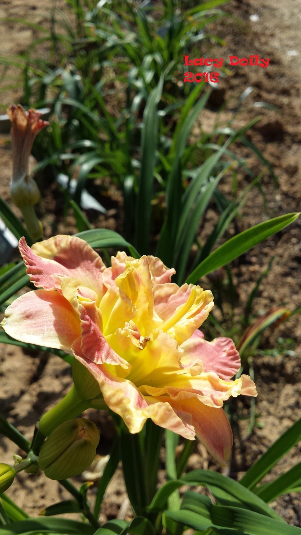 Photo of Daylily (Hemerocallis 'Lacy Doily') uploaded by Gardenbug01