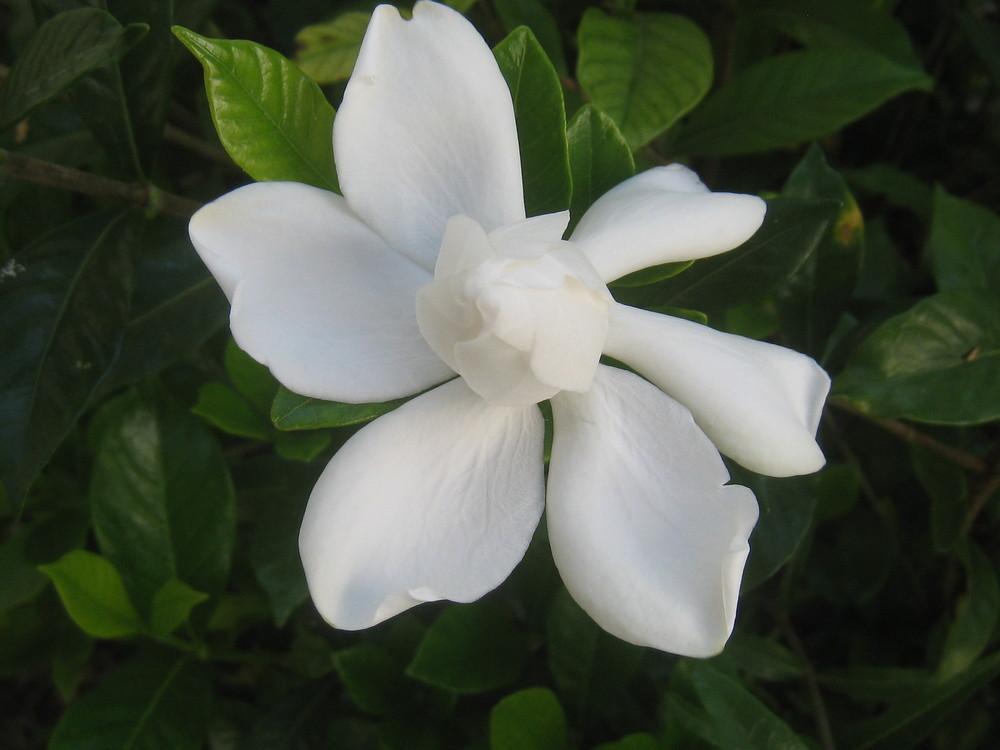 Photo of Gardenia (Gardenia jasminoides) uploaded by Hemophobic