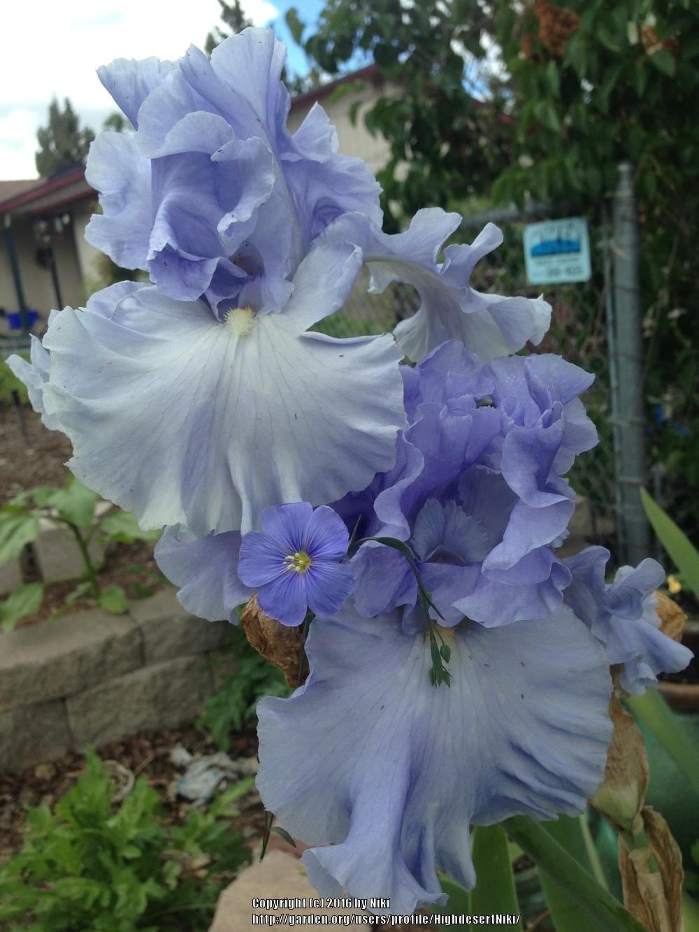 Photo of Tall Bearded Iris (Iris 'Into the Blue') uploaded by HighdesertNiki