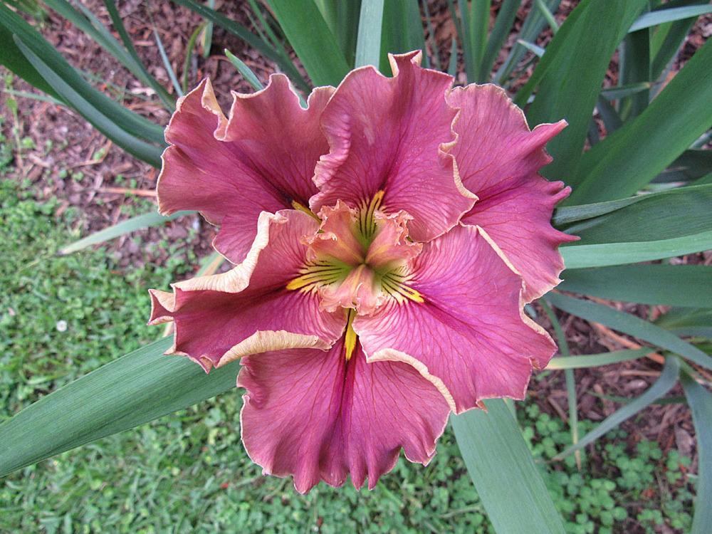 Photo of Louisiana Iris (Iris 'Prix d'Elegance') uploaded by Lestv