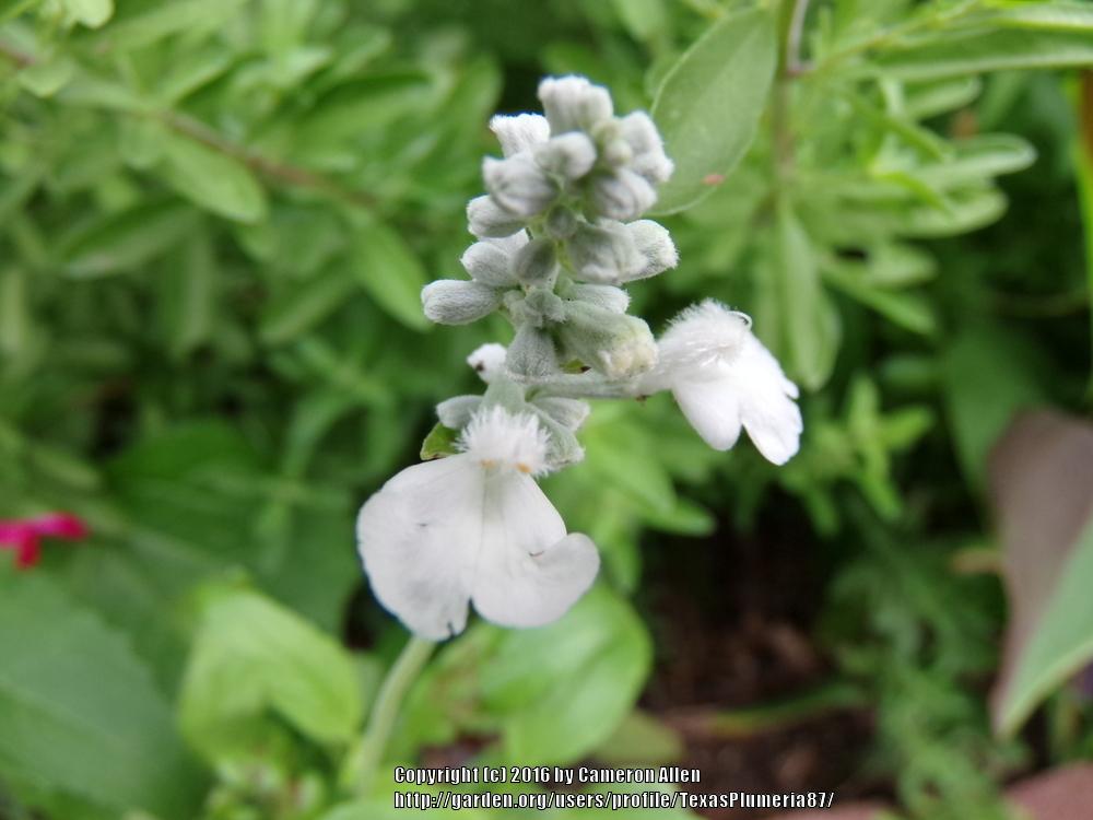 Photo of Mealy Cup Sage (Salvia farinacea 'Victoria White') uploaded by TexasPlumeria87