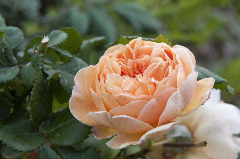 Photo of English Shrub Rose (Rosa 'Crown Princess Margareta') uploaded by cliftoncat