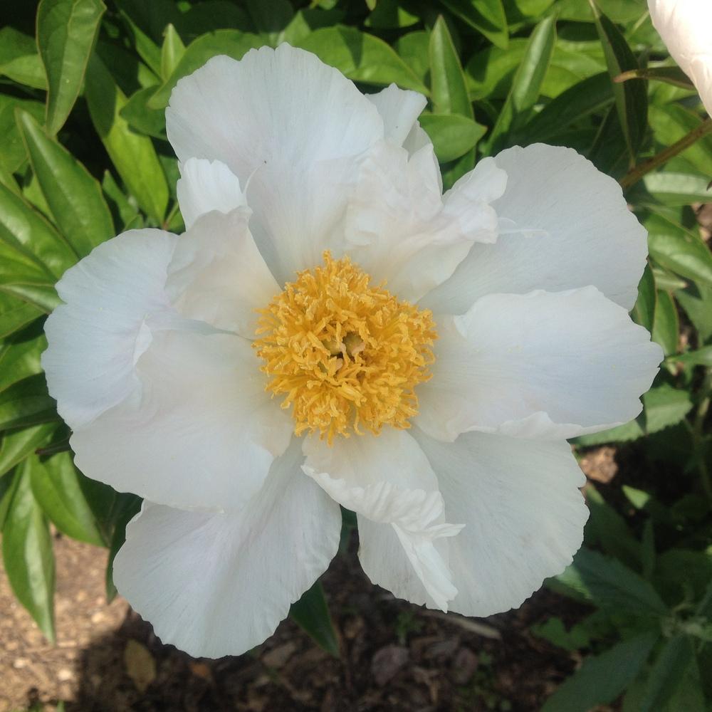 Photo of Peony (Paeonia lactiflora 'Krinkled White') uploaded by csandt