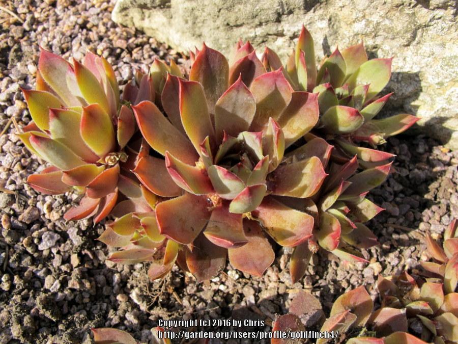 Photo of Hen and Chicks (Sempervivum 'Lady Kelly') uploaded by goldfinch4
