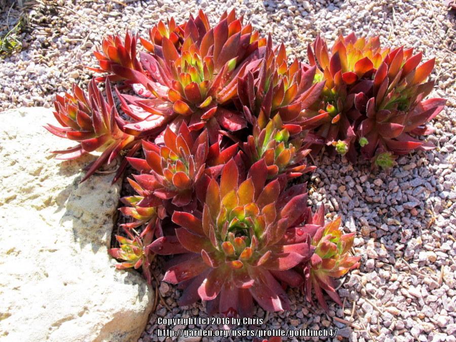 Photo of Hen and Chicks (Sempervivum 'Flasher') uploaded by goldfinch4