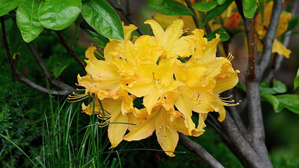 Photo of Azalea (Rhododendron 'Gibraltar') uploaded by marsrover