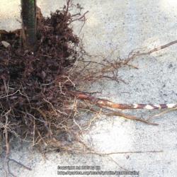 Location: Sebastian, Florida
Date: 2016-05-25
Roots and Rhizomes