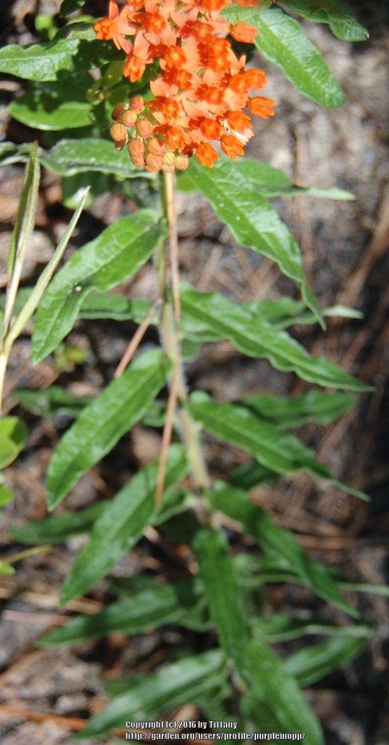 Photo of Butterfly Milkweed (Asclepias tuberosa) uploaded by purpleinopp