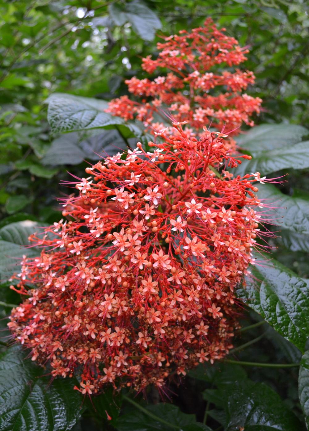 Photo of Pagoda Flower (Clerodendrum paniculatum) uploaded by sunkissed