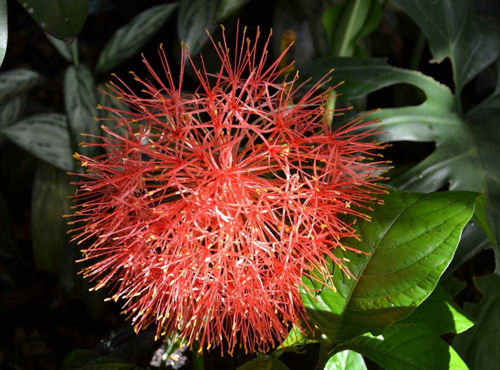 Photo of African Blood Lily (Scadoxus multiflorus) uploaded by sunkissed