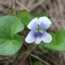 Location: My Garden, Ontario, Canada
Date: 2016-05-25
A little wild white violet with a very pretty blue throat.