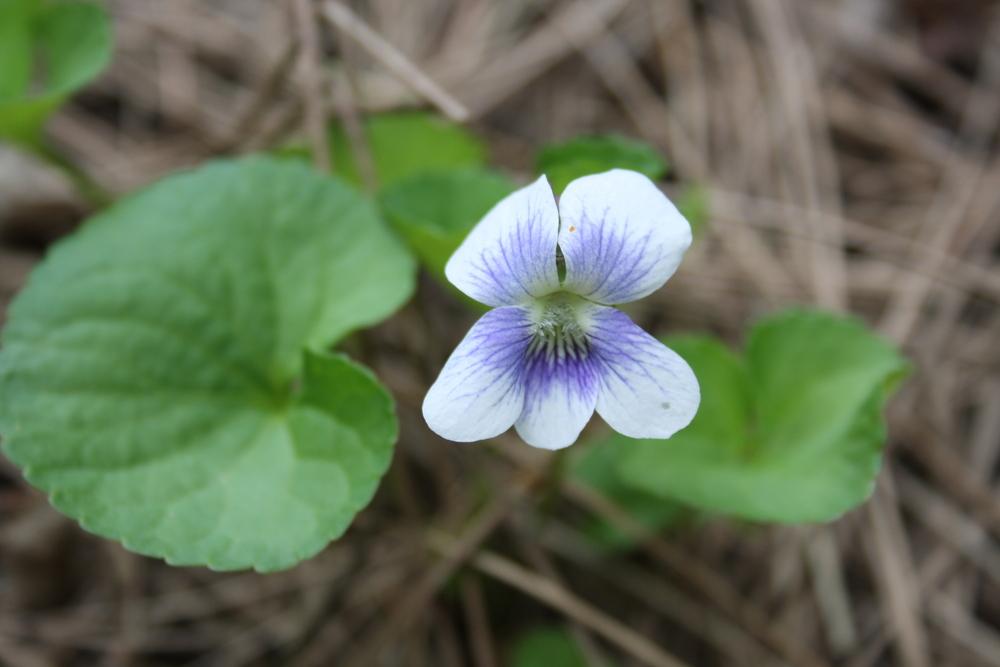 Photo of Common Blue Violet (Viola sororia) uploaded by touchofsky