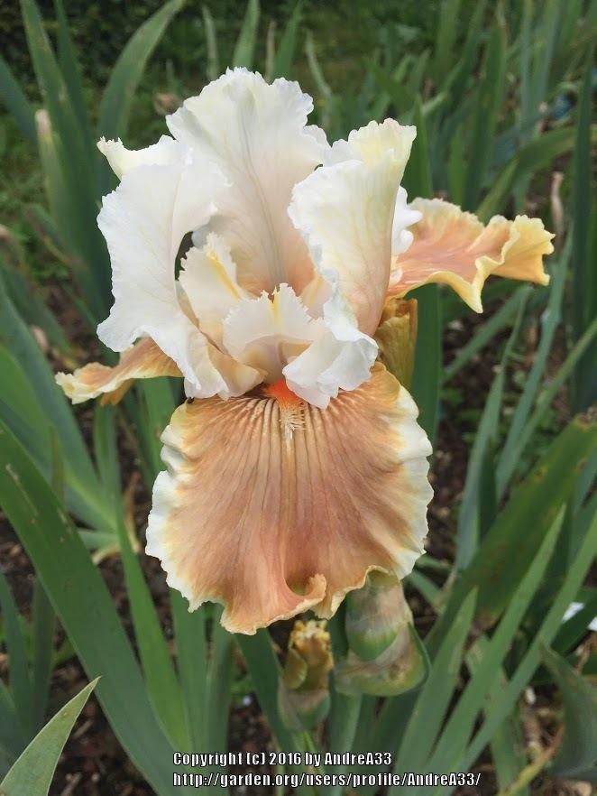 Photo of Tall Bearded Iris (Iris 'Fondation Van Gogh') uploaded by AndreA33