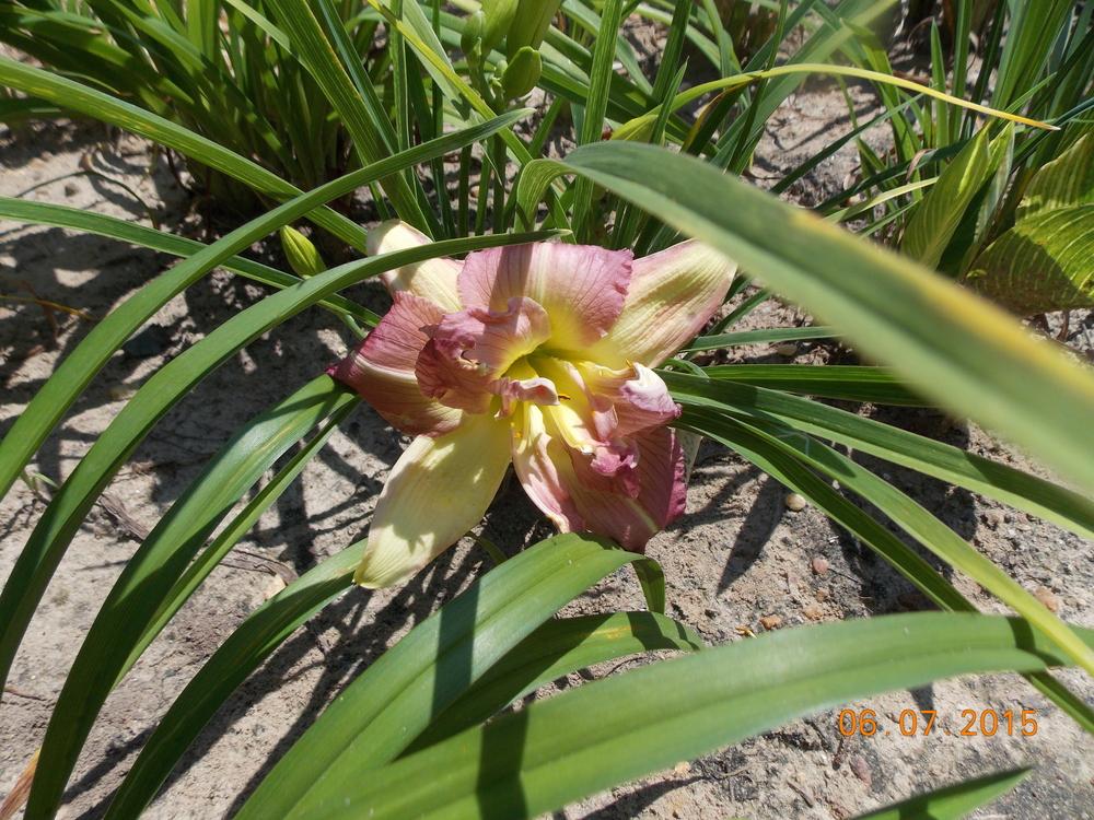 Photo of Daylily (Hemerocallis 'Almost Indecent') uploaded by Gardenbug01
