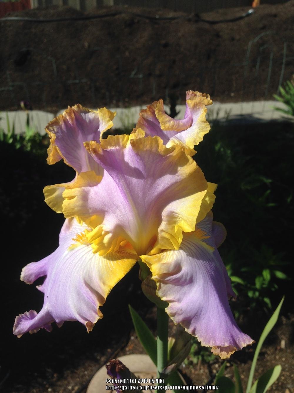 Photo of Tall Bearded Iris (Iris 'All About Spring') uploaded by HighdesertNiki