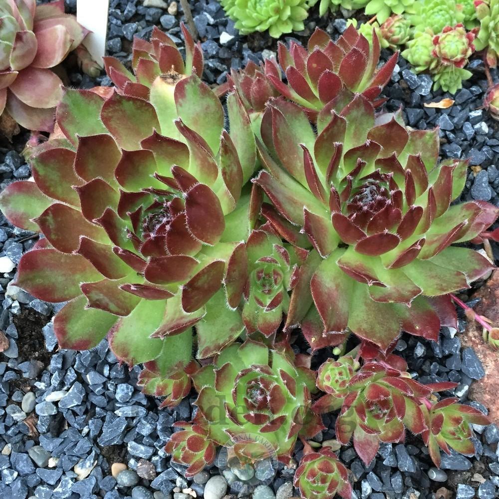 Photo of Hen and Chicks (Sempervivum 'Sioux') uploaded by Patty